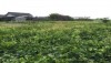 千葉県八街市B-0074